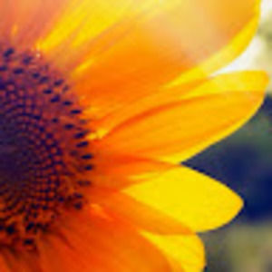 Meet your Posher, Josie